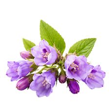 Allantoin